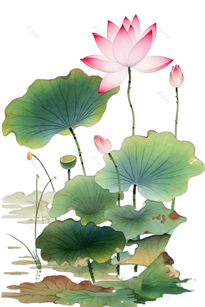 装饰图片,夏至元素,清新PNG,荷花免抠素材